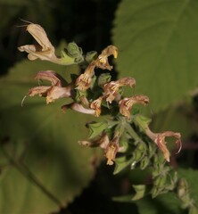 Salvia glutinosa