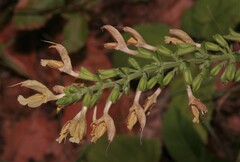 Salvia glutinosa