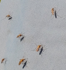 Aedes sollicitans