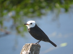 Arundinicola leucocephala
