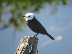 Arundinicola leucocephala