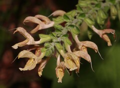 Salvia glutinosa