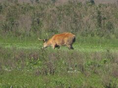 Blastocerus dichotomus