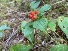 Cornus unalaschkensis