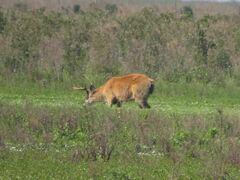 Blastocerus dichotomus