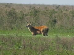 Blastocerus dichotomus