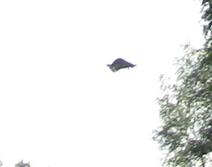 Tetrao urogallus