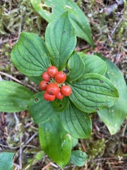 Cornus unalaschkensis