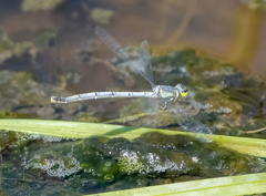 Ischnura perparva