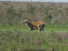 Blastocerus dichotomus