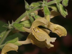 Salvia glutinosa