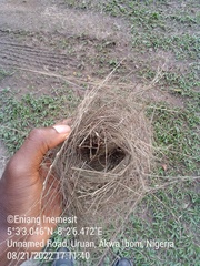 Spermestes cucullata