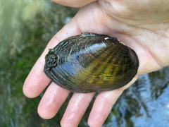 Ortmanniana ligamentina