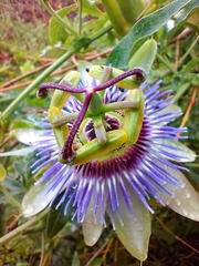 Passiflora caerulea