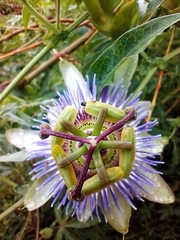 Passiflora caerulea