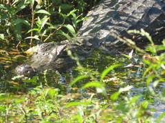 Caiman yacare