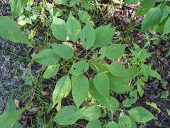 Boehmeria cylindrica