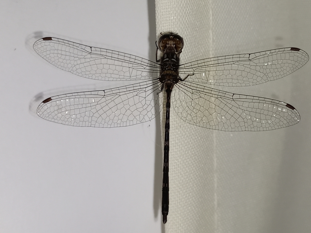 Macrothemis musiva