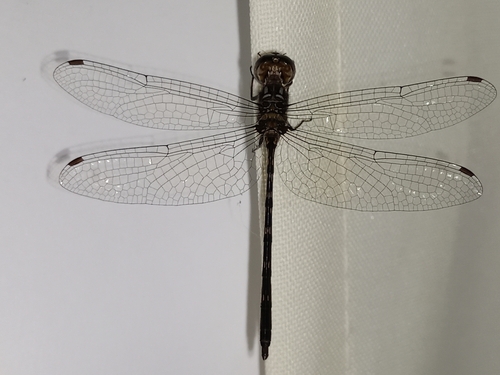 Macrothemis musiva