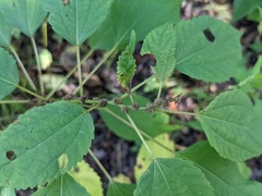 Boehmeria cylindrica