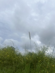 Setaria parviflora