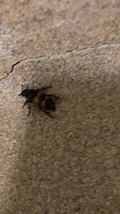 Nicrophorus marginatus