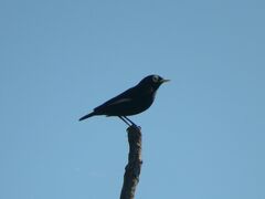 Hymenops perspicillatus