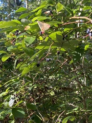 Vaccinium corymbosum