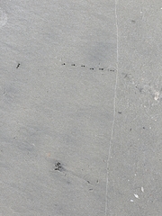 Charadriiformes