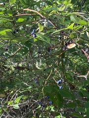 Vaccinium corymbosum