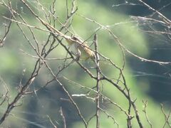 Schoeniophylax phryganophilus