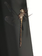 Macrothemis musiva