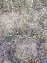 Opuntia cymochila