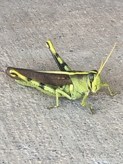 Schistocerca obscura