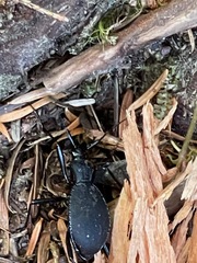 Scaphinotus angusticollis