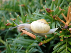 Cepaea nemoralis