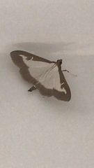 Cydalima perspectalis
