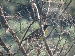 Pseudoleistes virescens