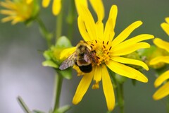 Bombus affinis
