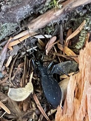 Scaphinotus angusticollis