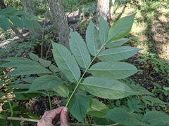 Sambucus