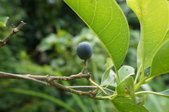 Chionanthus ramiflorus