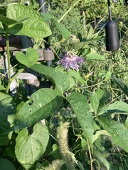 Passiflora incarnata
