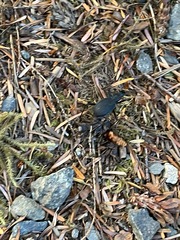 Scaphinotus angusticollis