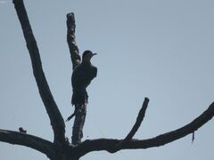 Colaptes campestris campestroides