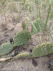 Opuntia cymochila