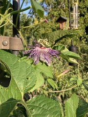 Passiflora incarnata