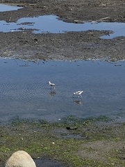 Recurvirostra americana