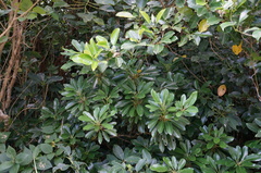 Chionanthus ramiflorus