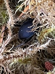 Scaphinotus angusticollis